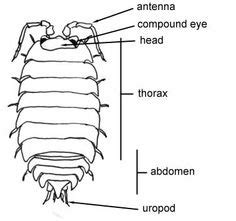 Arthropod Behavior-Pill bug | Science | Bugs, Pill bug, Preschool science