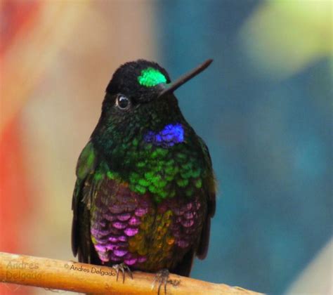 Photo Gallery: Hummingbirds of Colombia by Andres Delgado - Colombia ...