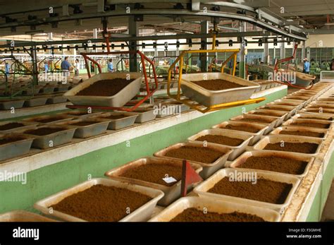 Assam tea factory hi-res stock photography and images - Alamy