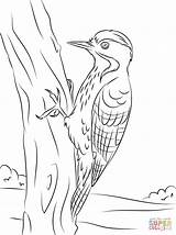 Pileated Woodpecker Pages Printable Coloring sketch template