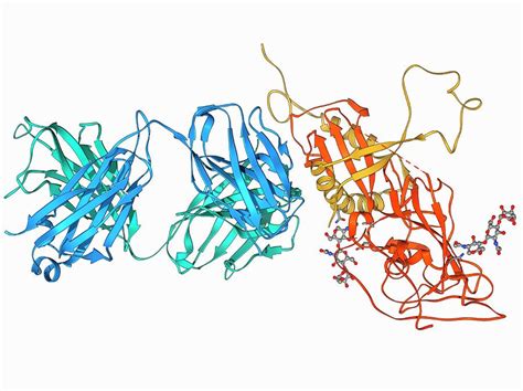 Ebola Virus Glycoprotein And Antibody Photograph by Laguna Design/science Photo Library - Fine ...