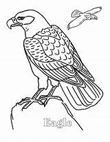 Eagle coloring Page  Animals Town animals color Sheet Free sketch template