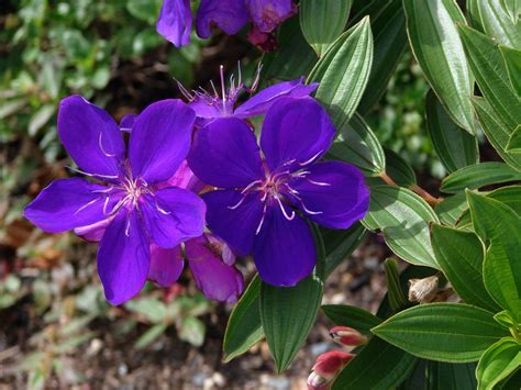 Tibouchina - Purple Glory tree - a photo on Flickriver