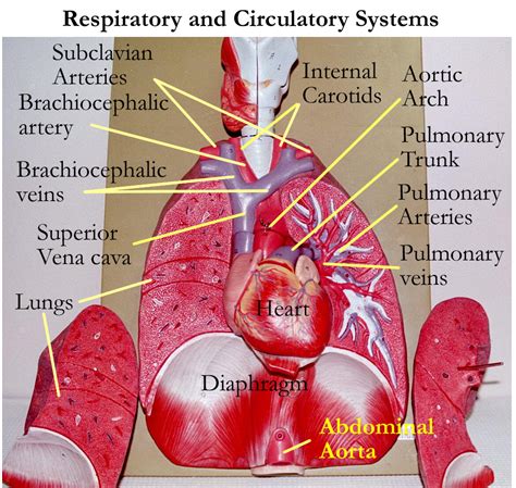Circulatory system, Abdominal aorta, Cardiovascular system