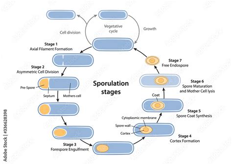 Stages of endospore formation with description steps: cell division ...