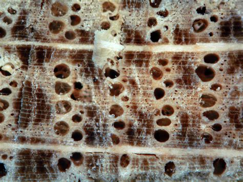 Dendro News - Dendrochronology