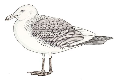 Natural history illustration of Gull anatomy - Lizzie Harper