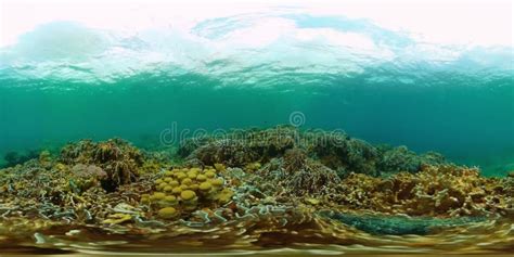Underwater Scene with Coral Reef and Fishes. Stock Footage - Video of fishes, tropical: 294011628