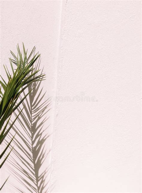 Stylish Palm Shadows on White Wall. Minimal Aesthetic Plant Background ...