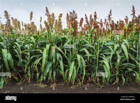 Sorghum Plant