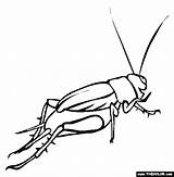 Cricket Insect Coloring Page Pages sketch template