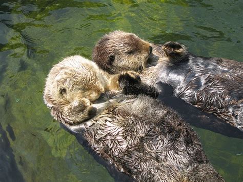 AAWWEEE FACT..Otters hold hands while they sleep so they don't drift apart | Sea otter, Otters ...