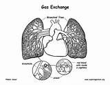 Pulmonary Circulation Coloring Page Sketch sketch template