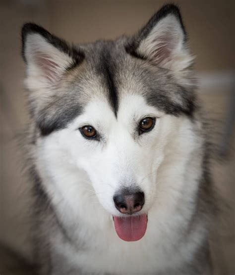 Siberian Husky Eye Colors - OHL