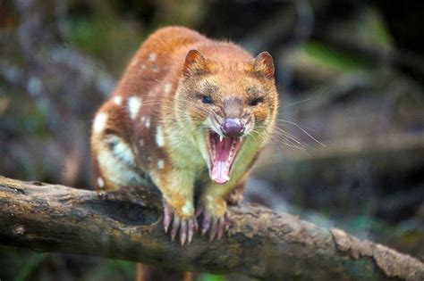 Australian mammals, Rare animals, Australia animals