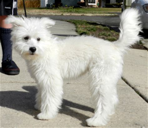 Eskimo Spitz Poodle Mix | Goldenacresdogs.com