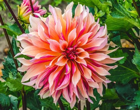 25 dahlia varieties to adore 💐 🌟 A comprehensive guide to these stunning blooms!