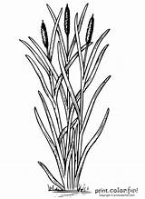 Cattails Plant coloring Page  Print Color Fun sketch template