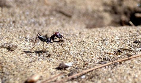 Desert Ants: The Magnetic Field Calibrates the Navigation System - Innovations Report