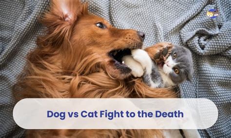 Dog vs Cat Fight to the Death: Who Would Win?