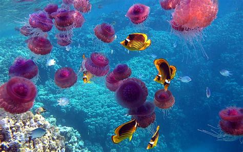 Free download | HD wallpaper: nature fish jellyfish underwater coral reef sealife Animals Fish ...