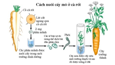 Lý thuyết công nghệ tế bào - Sinh 10 Cánh diều | SGK Sinh 10 - Cánh diều