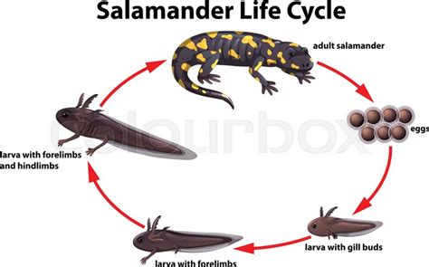 Salamander life cycle concept ... | Stock vector | Colourbox