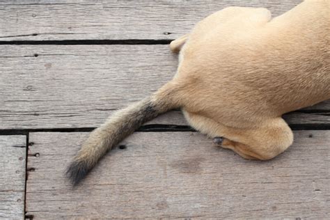 Injured & Broken Dog Tail: Symptoms, Causes & Treatments » Petsoid