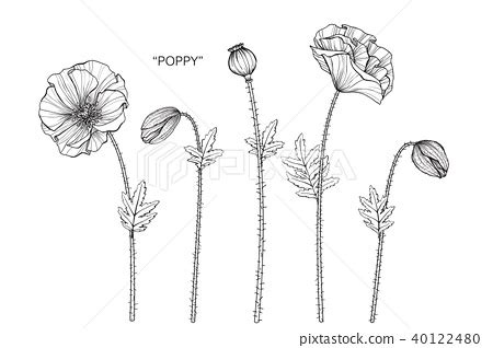 Poppy flower drawing illustration. - Stock Illustration [40122480] - PIXTA