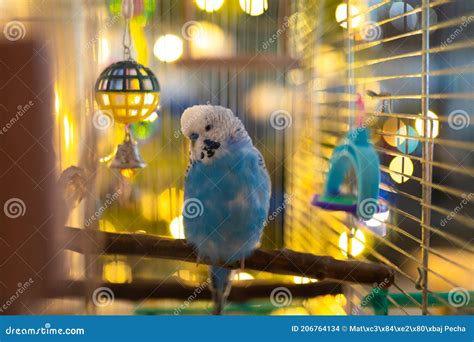 Male Blue Budgerigar in a Cage with Toys Stock Photo - Image of cute ...