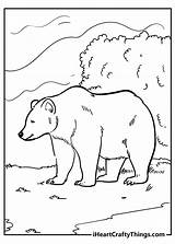 Free Printable Bear Coloring Pages sketch template