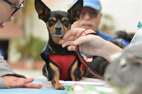 Therapy animals come to campus to sooth and teach students - El Camino College The Union