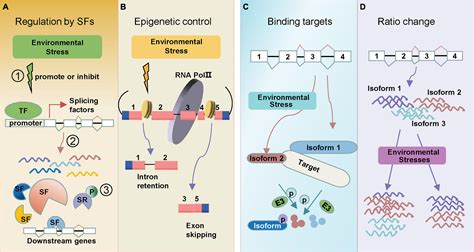 Frontiers | Rapid Regulation of Alternative Splicing in Response to ...