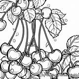 Cherry Coloring Pages  Free & Printable sketch template