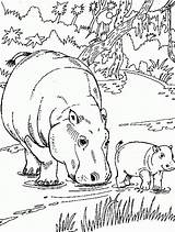 Hippo Coloring Pages sketch template