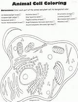 Plant Cell Coloring Diagram sketch template