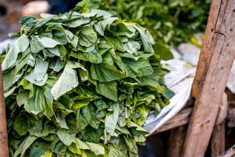 5 African Leafy Vegetables With Incredible Medicinal Properties ...