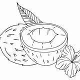 Coconut Coloring Pages Printable For Free Download sketch template