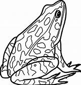 Amphibian Frogs Coloring Pages  Free sketch template