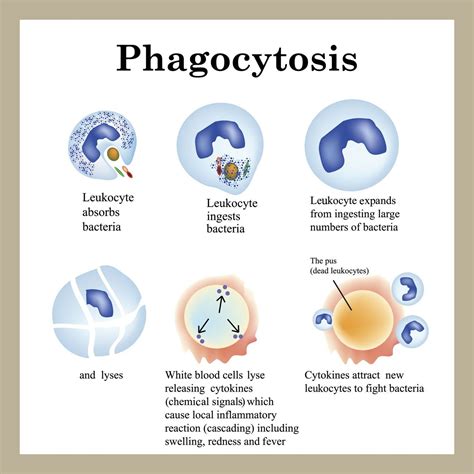 Phagocytosis Process | Medical school studying, Medical laboratory science, Medical knowledge