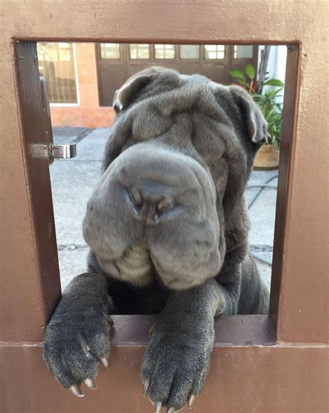 hippo sharpei | Shar pei puppies, Cute dogs, Shar pei dog