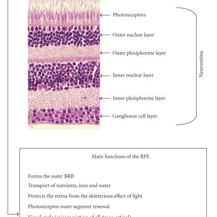 (PDF) The Retinal Pigment Epithelium: Something More than a Constituent of the Blood-Retinal ...