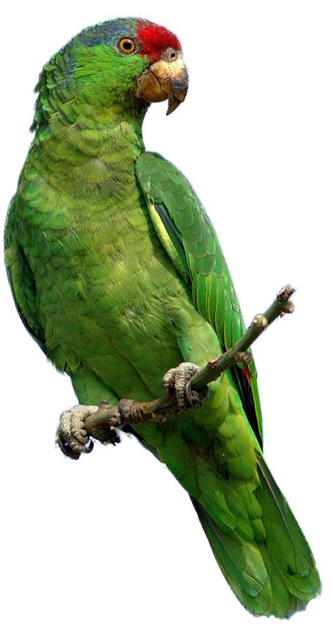 Halaman Unduh untuk file Green Parrot Png yang ke 4