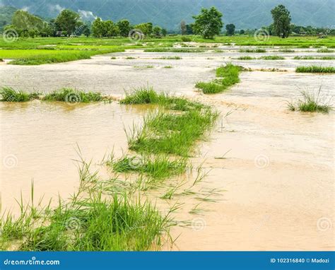 Agriculture Rice Field Flooded Damage Stock Photo - Image of fertile ...