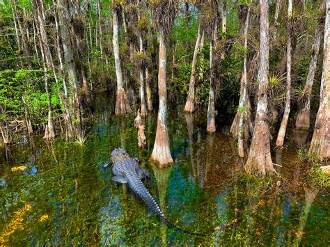 The Five Habitats of Big Cypress National Preserve | WildLandscapes International Biodiversity ...