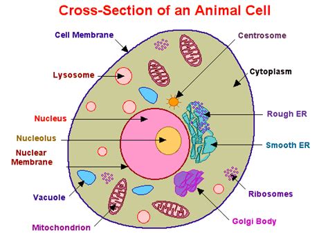 Animal Cell Diagram Labeled 2d images