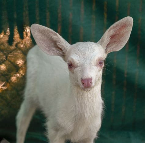 Rare albino fawn found, rescued by trucker in California | Albino ...