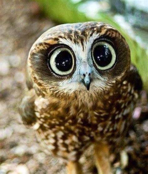 Baby owl with large cute eyes : r/aww