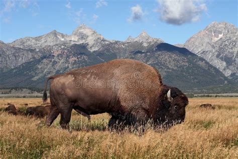 American Bison (Buffalo) stock photo. Image of outdoors - 17950640