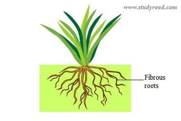 Root System | 5 Basic Types with Examples and Pictures